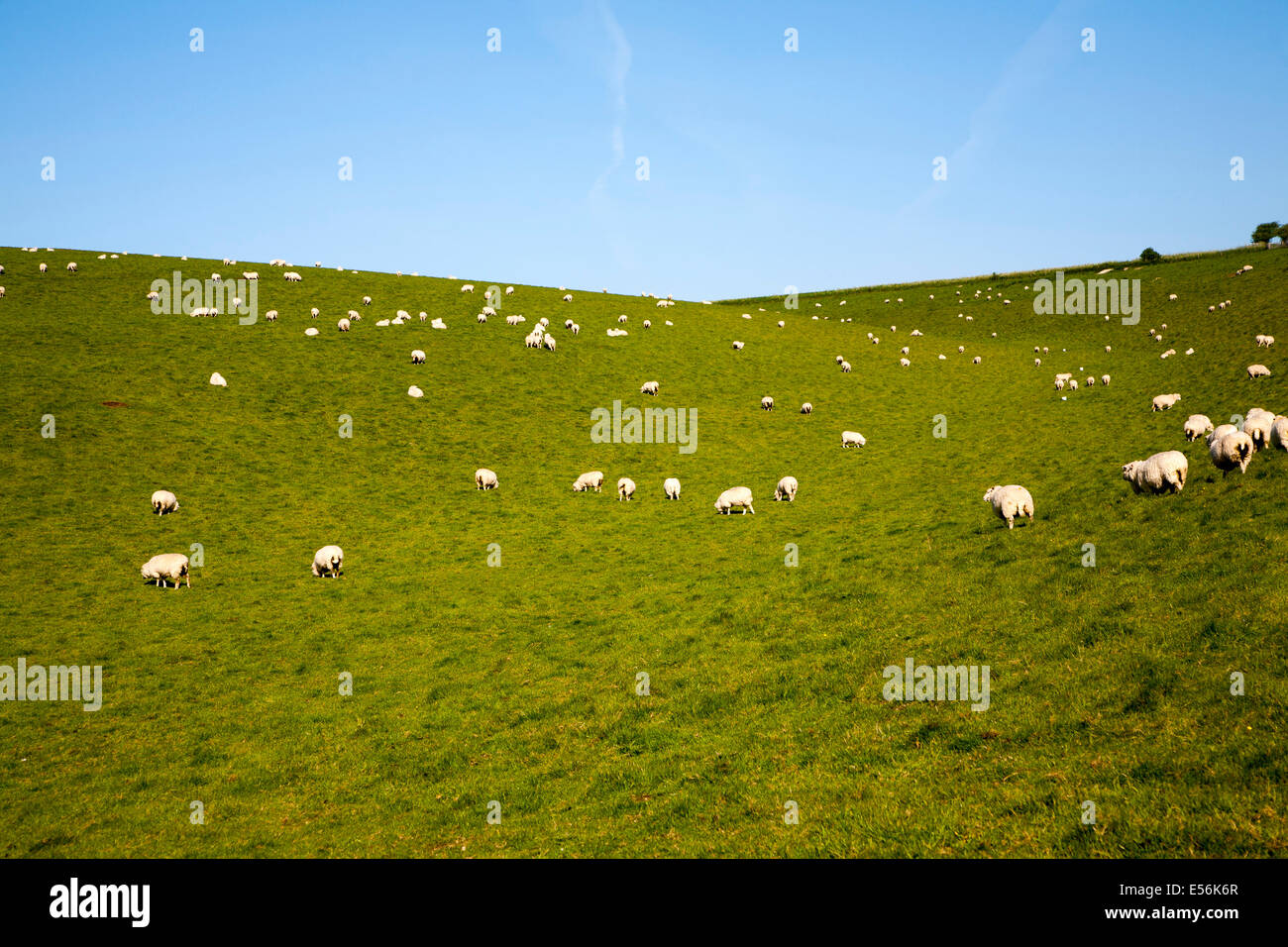 Gregge di pecore al pascolo su prati calcarei di chalk downland sul latte Hill, la Marlborough Downs, Wiltshire, Inghilterra Foto Stock