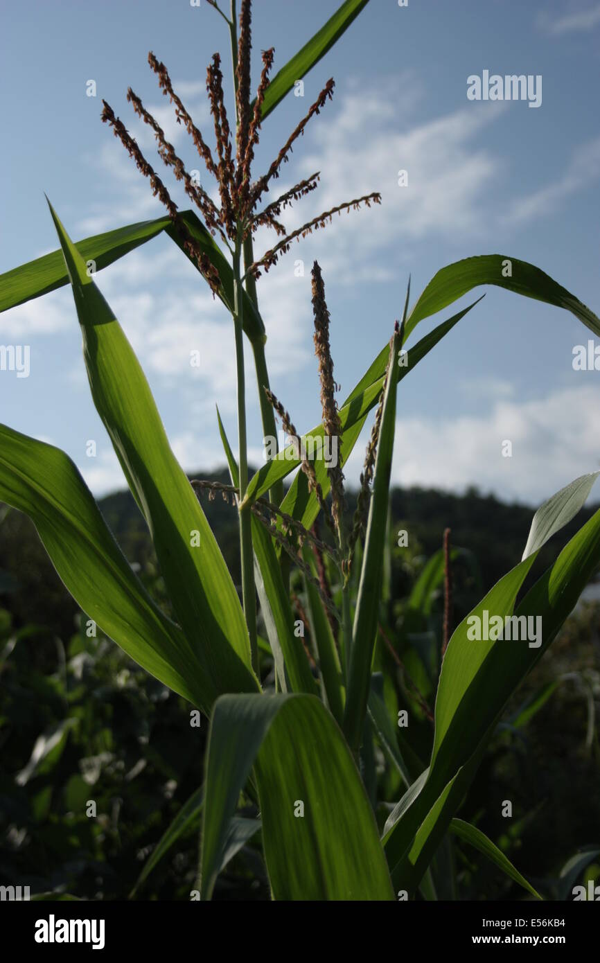 Mais alto crescita vegetale rurali in campo agricolo in Romania Foto Stock