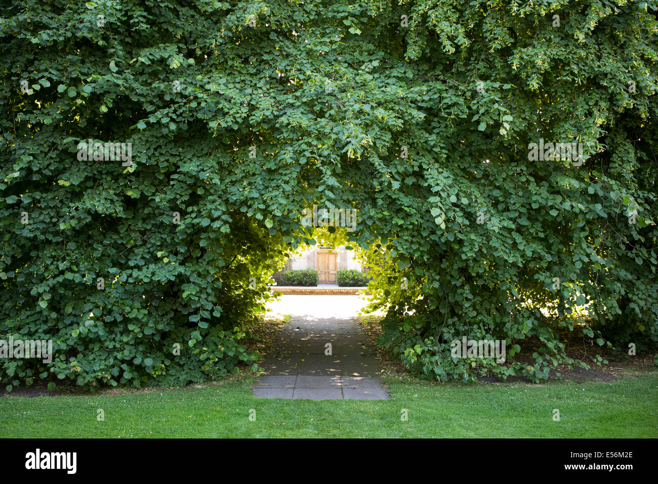 Foro e percorso attraverso un albero hedge a Edimburgo giardini botanici. Scozia Foto Stock