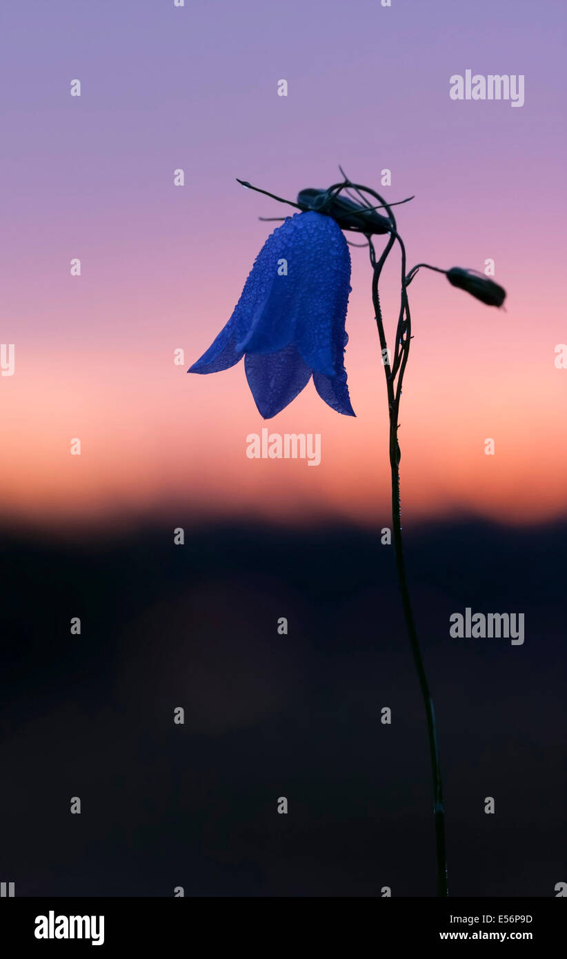 Primo piano di un fiore con il blu a forma di campana fiorisce. Il fiore è noto come bluebell. Foto Stock
