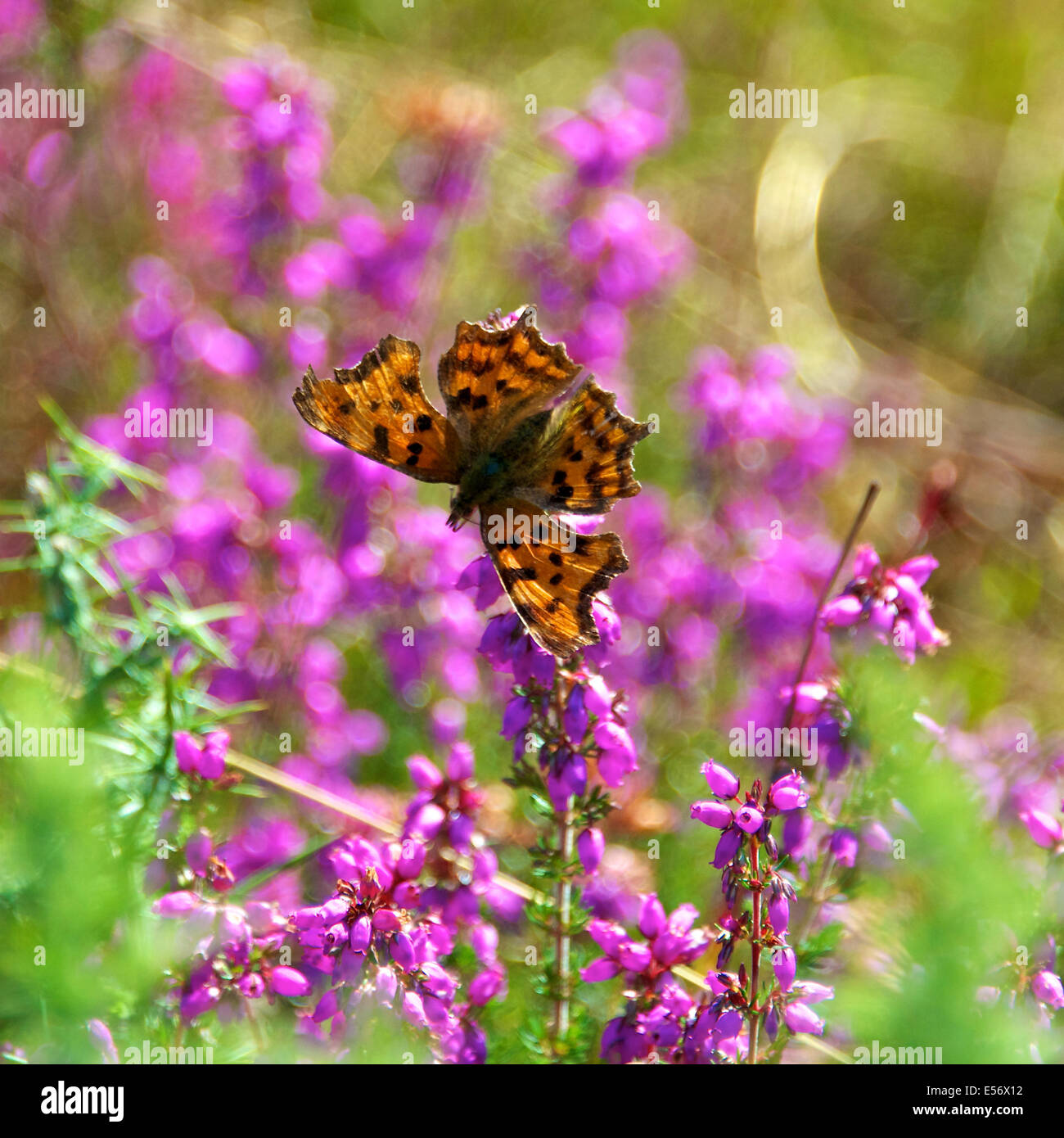 Reigate Heath, Surrey, Regno Unito. 22 Luglio, 2014. Il Regno Unito grande farfalla conteggio. Farfalle a Reigate Heath, Surrey. Martedì 22 luglio 2014. Una virgola Butterfly 'Polygonia c-album' poggia su Heather " Calluna vulgaris " su Reigate Heath, Reigate, Surrey Credito: Foto di Lindsay Constable / Alamy Live News Foto Stock