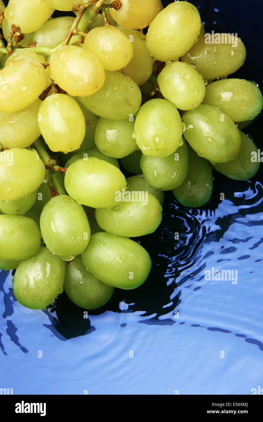 Le uve di close-up su sfondo blu con acqua Foto Stock