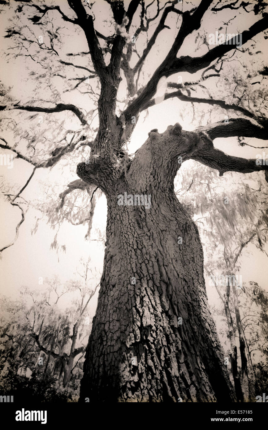 Un rendering spettrale di un uomo come albero di quercia nella leggendaria cimitero Bonaventura a Savannah, GA, Stati Uniti d'America Foto Stock
