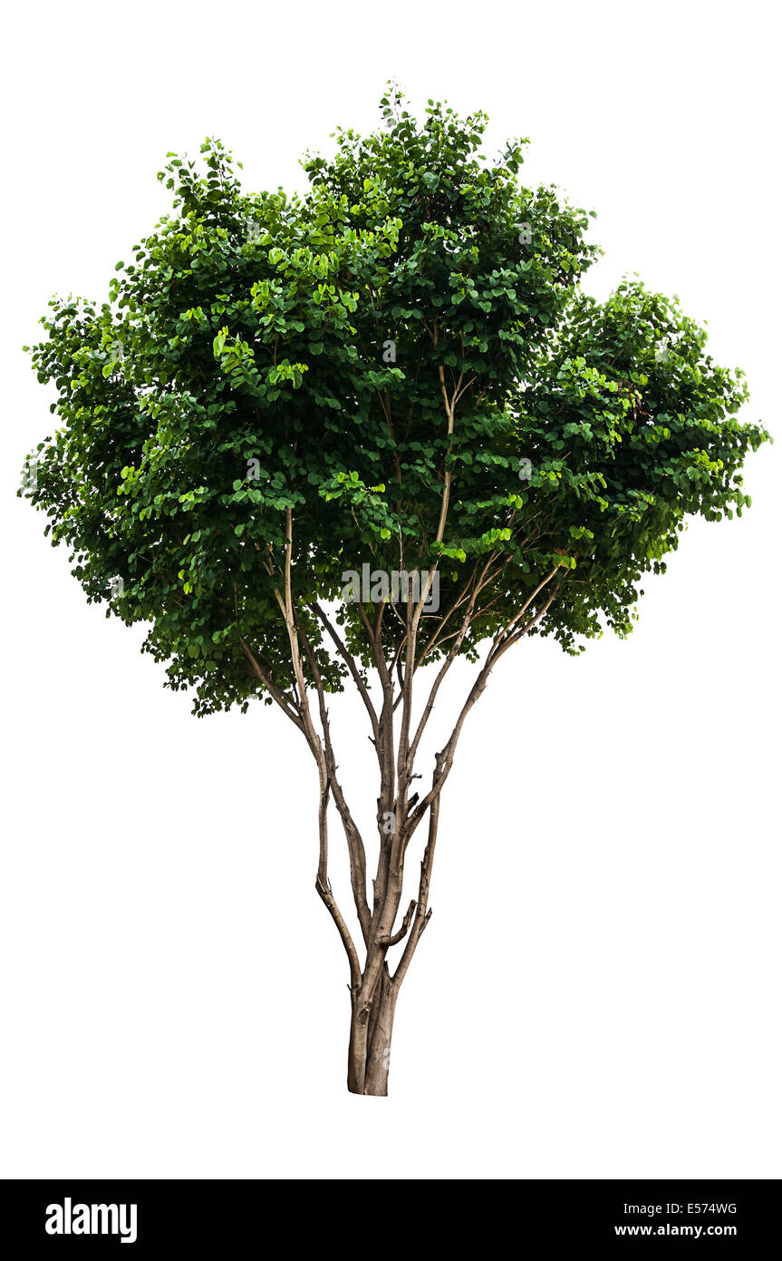 Albero verde isolato su sfondo bianco Foto Stock