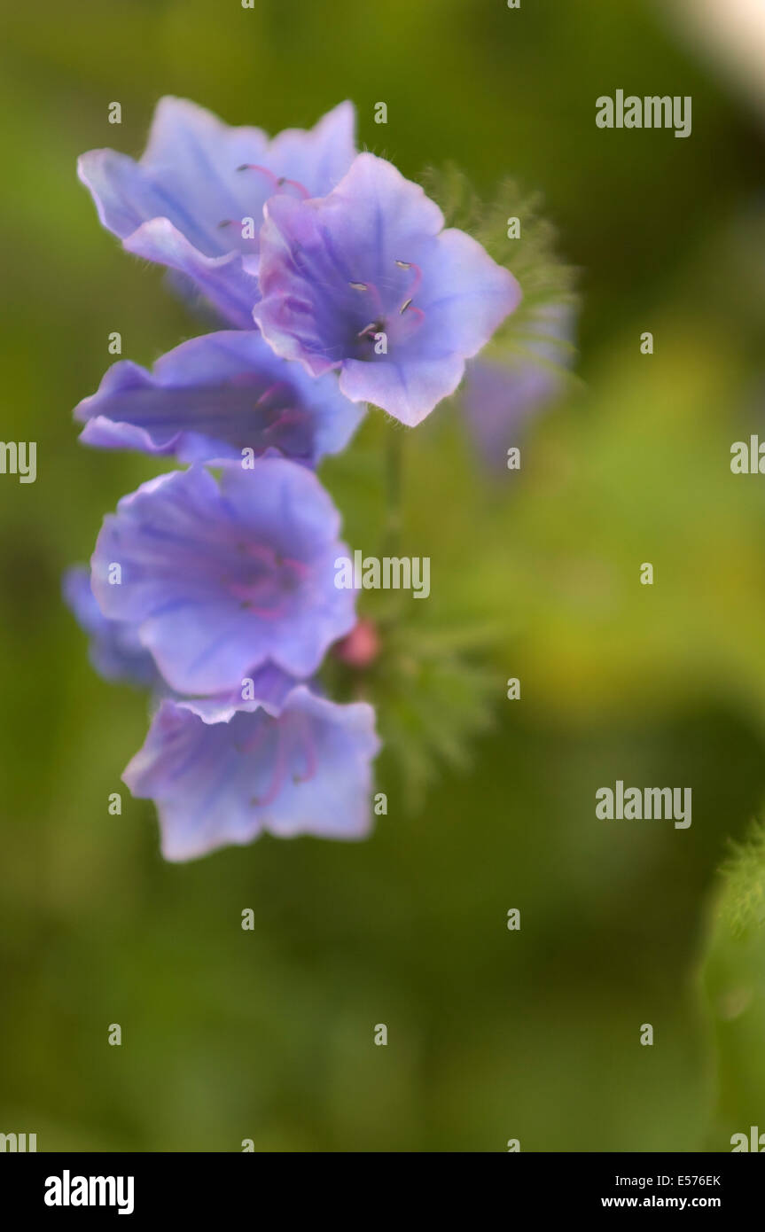 Viola fiori selvatici, probabilmente 'Viper dell' Bugloss, Echium vulgare (Boraginaceae) contro uno sfondo verde in soft focus. Foto Stock