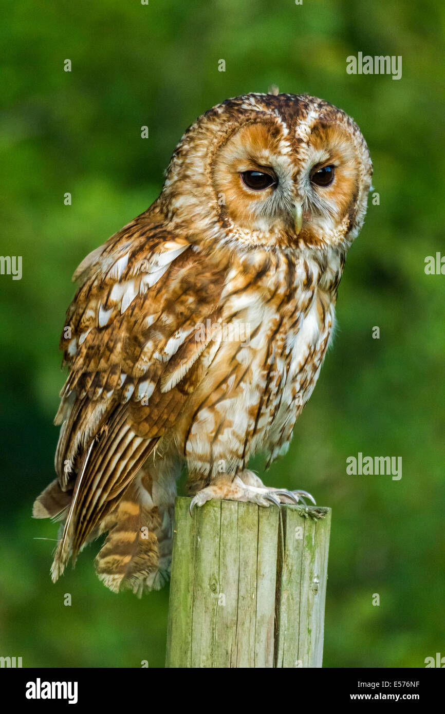 Gufo Tawny Foto Stock