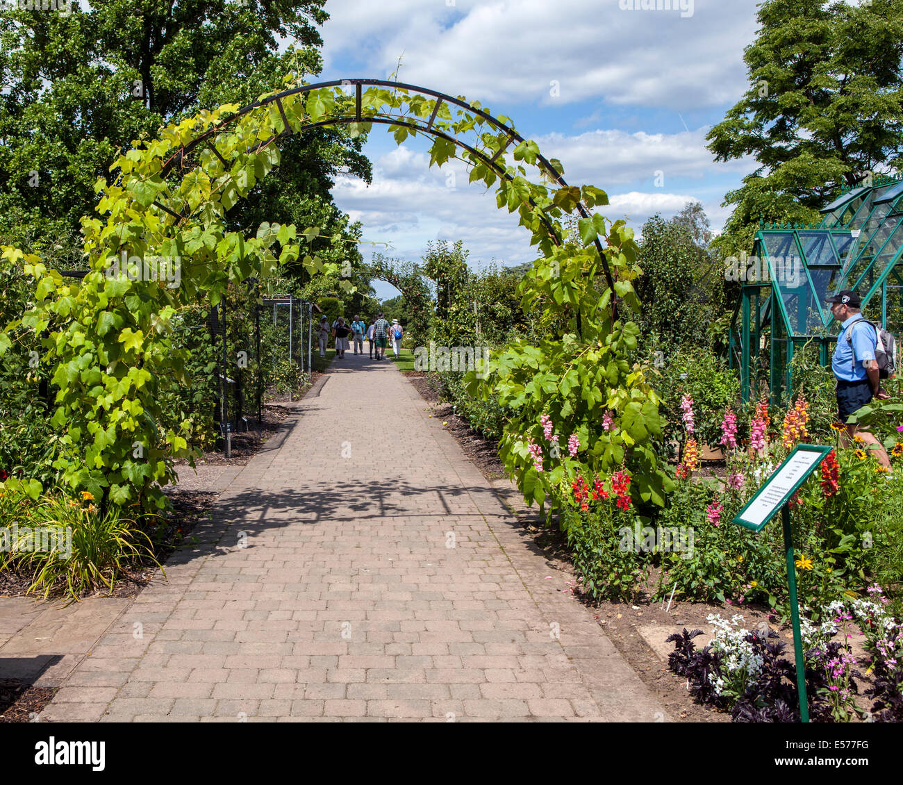 Vitigno su arch nel giardino di frutta ad RHS Wisley Gardens, Surrey Foto Stock