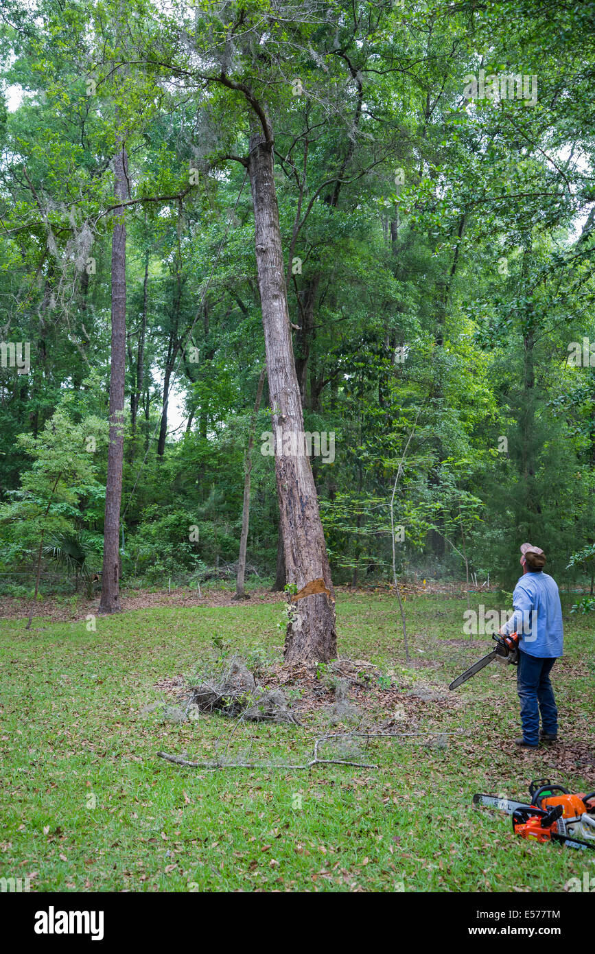 Rimozione alberi a casa rurale in North Florida. Foto Stock