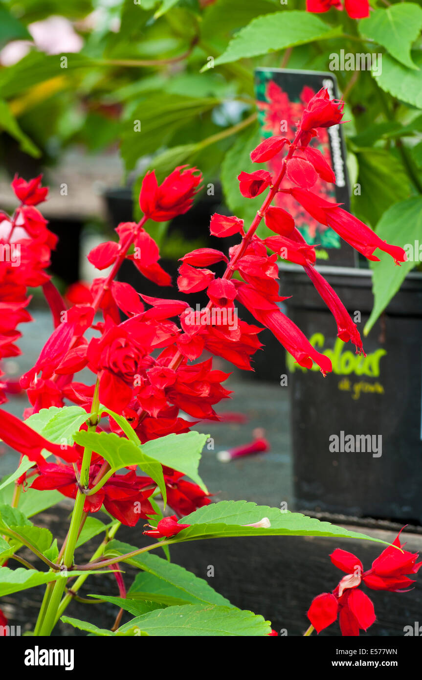 Red Salvia Splendens comunemente noto come Scarlet salvia o tropicale salvia Foto Stock