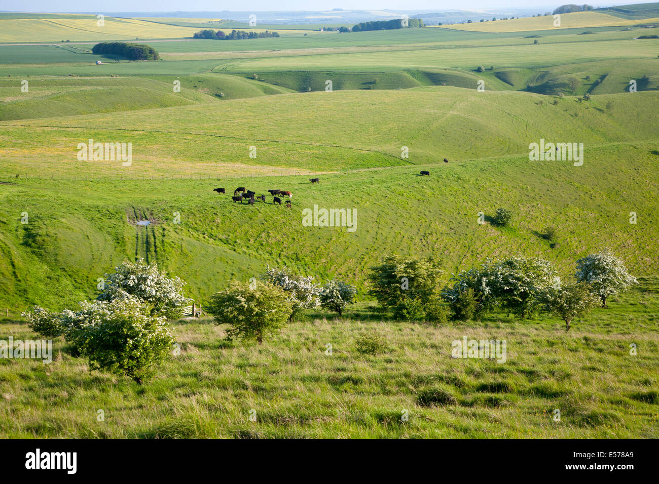Vista estiva di erba di pascolo di campi e chalk paesaggio dal Cherhill verso il basso. Wiltshire, Inghilterra Foto Stock