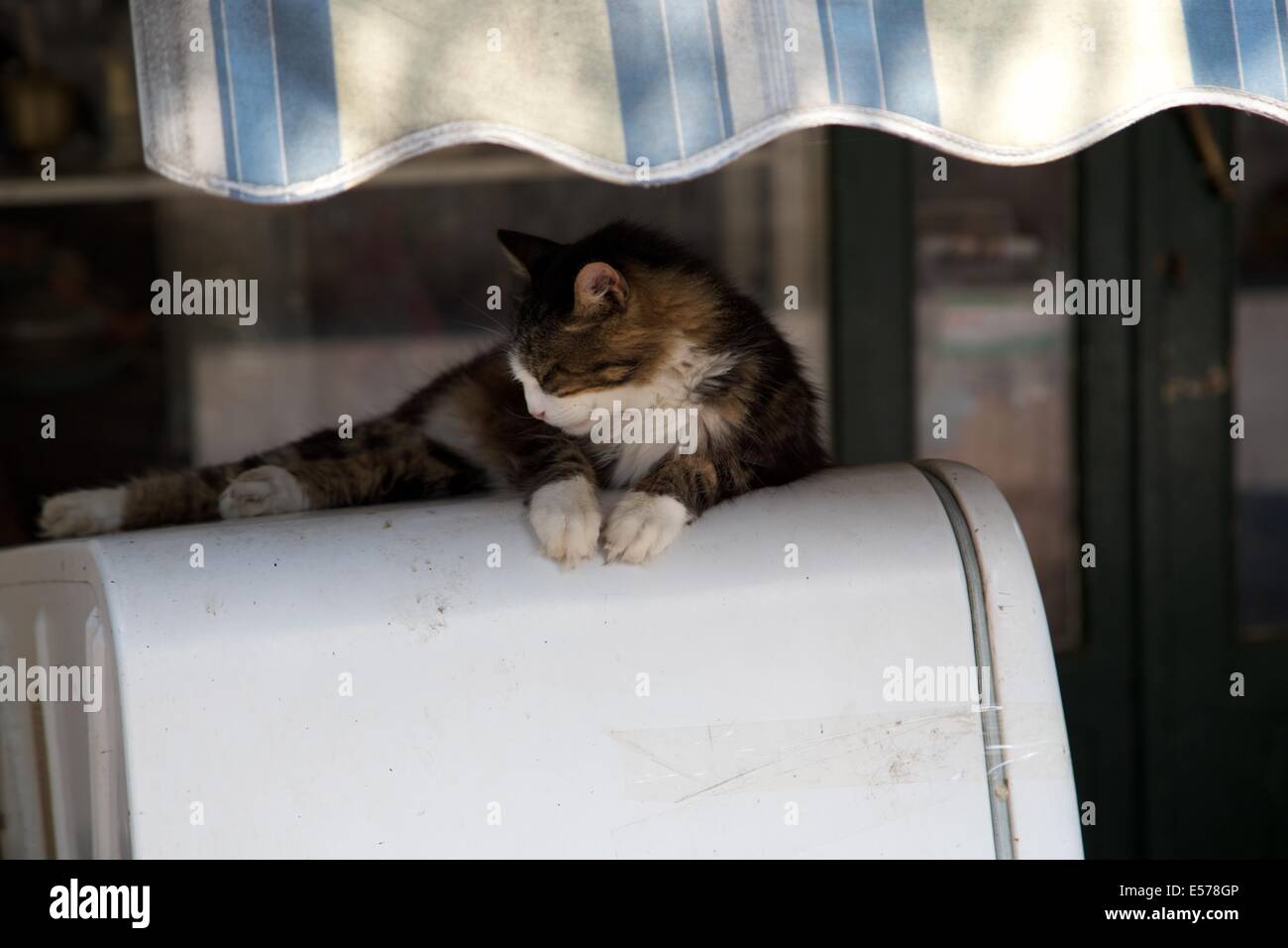 Cat in appoggio sul vecchio frigorifero a Heybeliada Istanbul Turchia Foto Stock