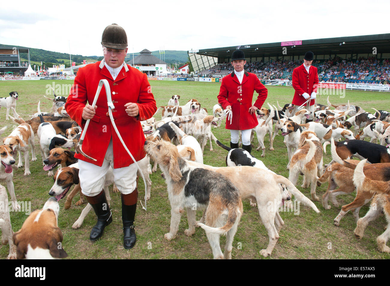 Llanelwedd, UK. Il 22 luglio 2014. Sfilata di theHounds - i bambini sono invitati al centro dell'anello principale di corsa la hounds. Un numero record di visitatori in eccesso di 240.000 sono attesi questa settimana durante i quattro giorni dell'Europa la più grande mostra dell'agricoltura. Classi di bestiame e i premi speciali hanno attratto 8.000 voci plus, 670 in più rispetto allo scorso anno. La prima mai Royal Welsh Show è stato a Aberystwyth in 1904 ed ha attirato 442 voci di bestiame. Credito: Graham M. Lawrence/Alamy Live News. Foto Stock