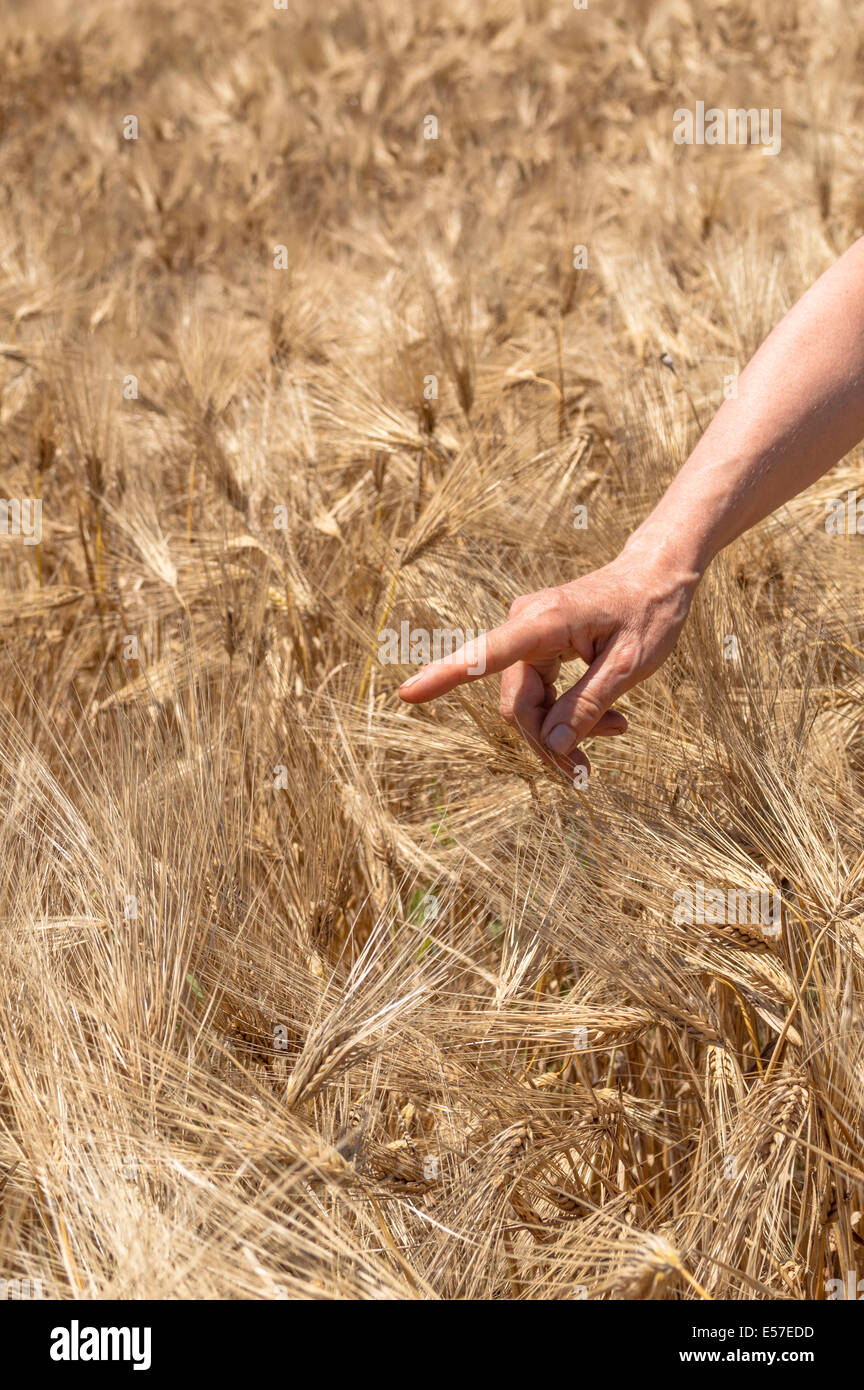 Mano femmina in oro di orzo sul campo Giorno d'estate. Agricoltura rurale scena Foto Stock