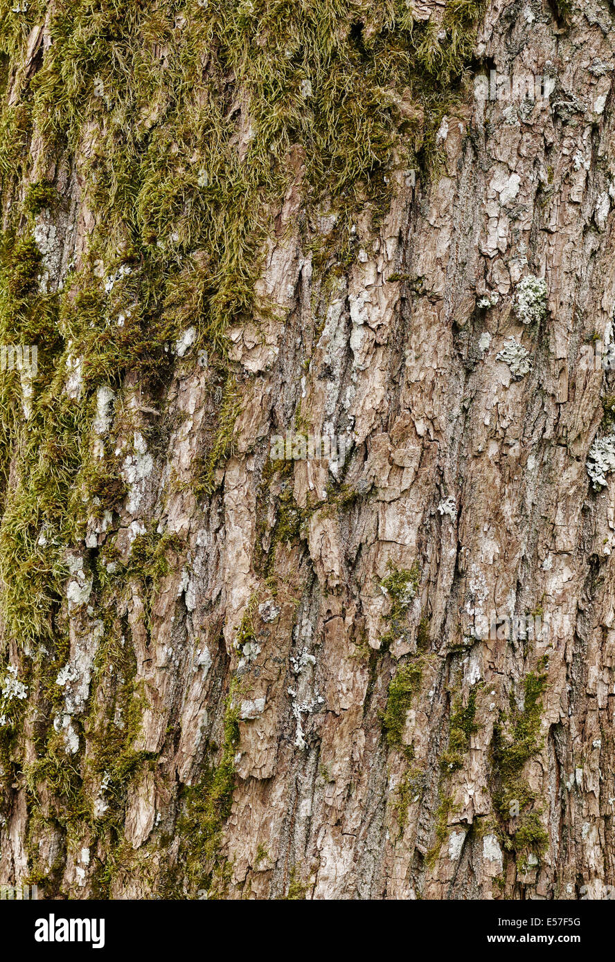 Close up - una struttura del mossy di corteccia di albero, acero Foto Stock