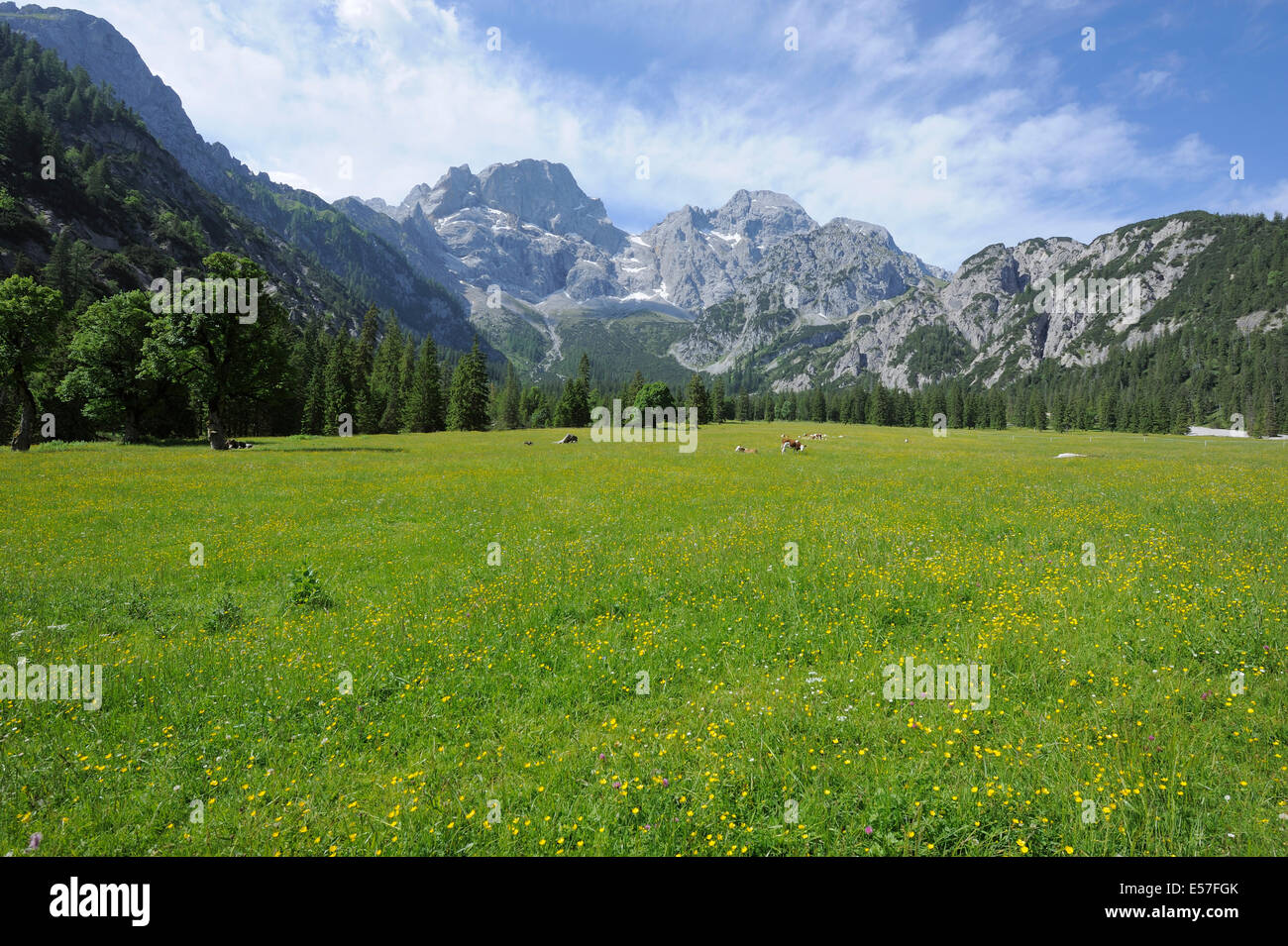 Vacche su pascolo alpino con montagne Karwendel in background Foto Stock