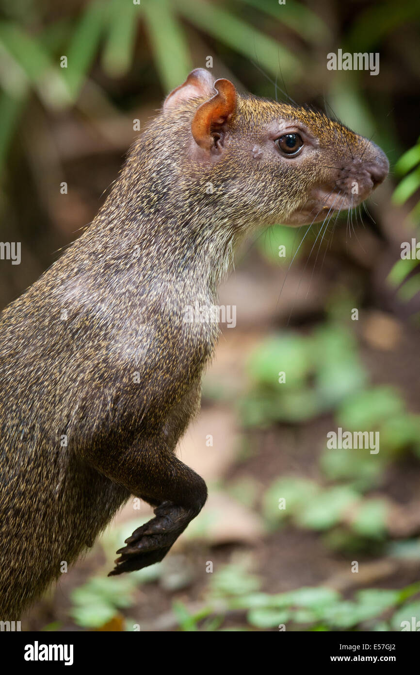 Agouti, sci.name; Dasyprocta punctata, nel parco nazionale di Soberania, Repubblica di Panama. Foto Stock