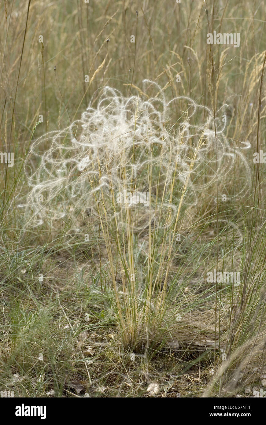 Erba di piume, Stipa pennata Foto Stock