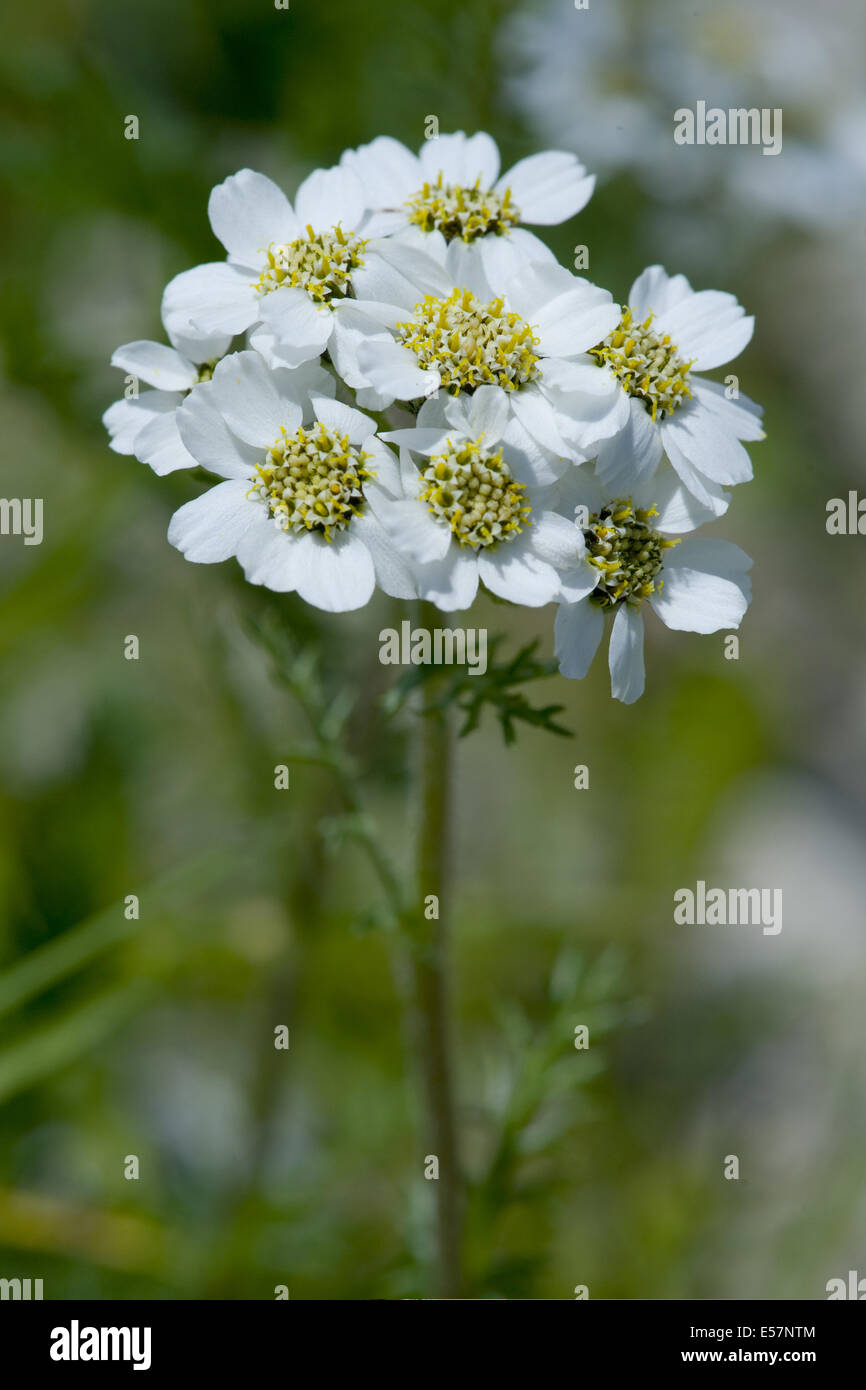 Nero achillea, achillea atrata Foto Stock
