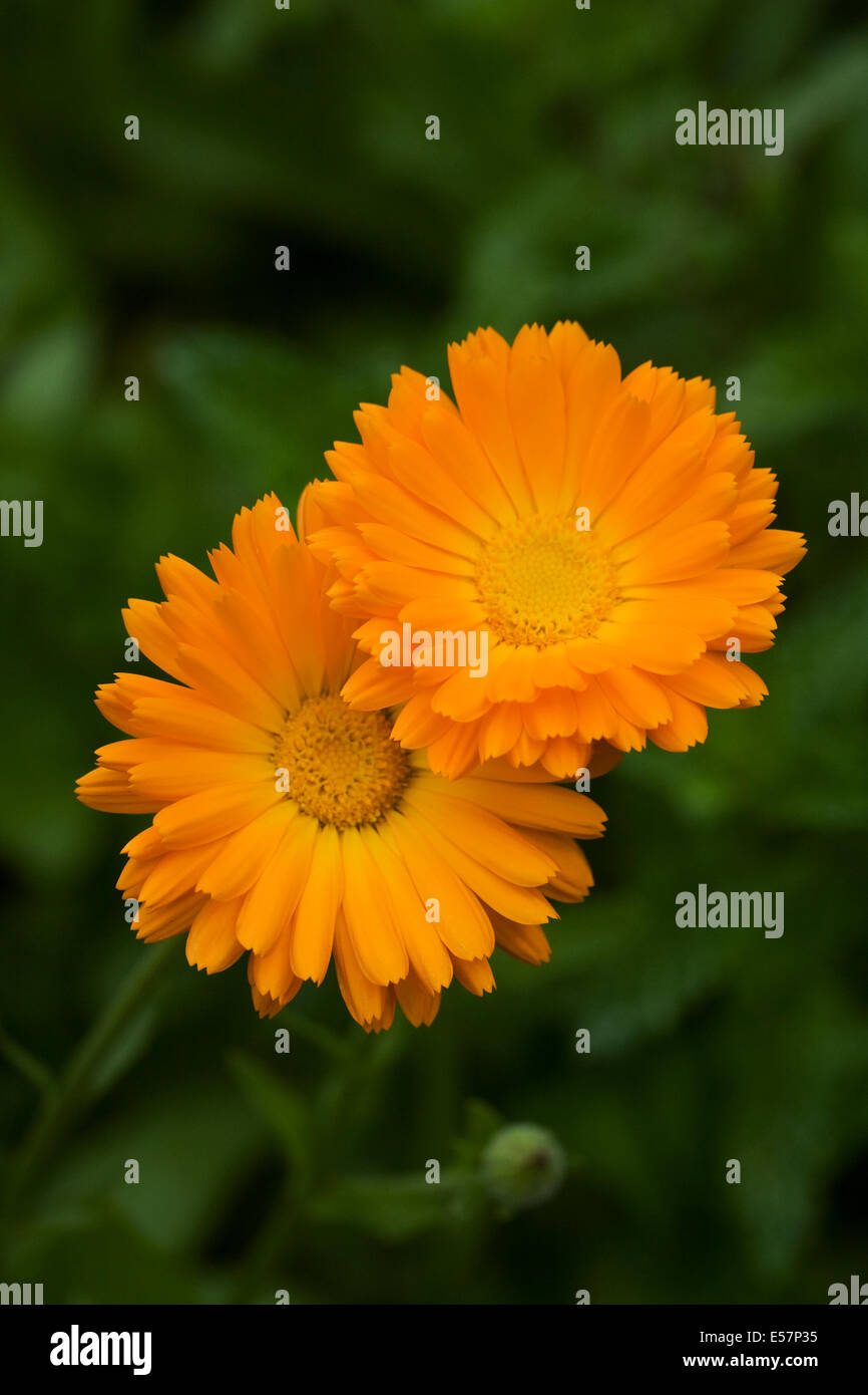 Calendula officinalis. Inglese tagete. Foto Stock