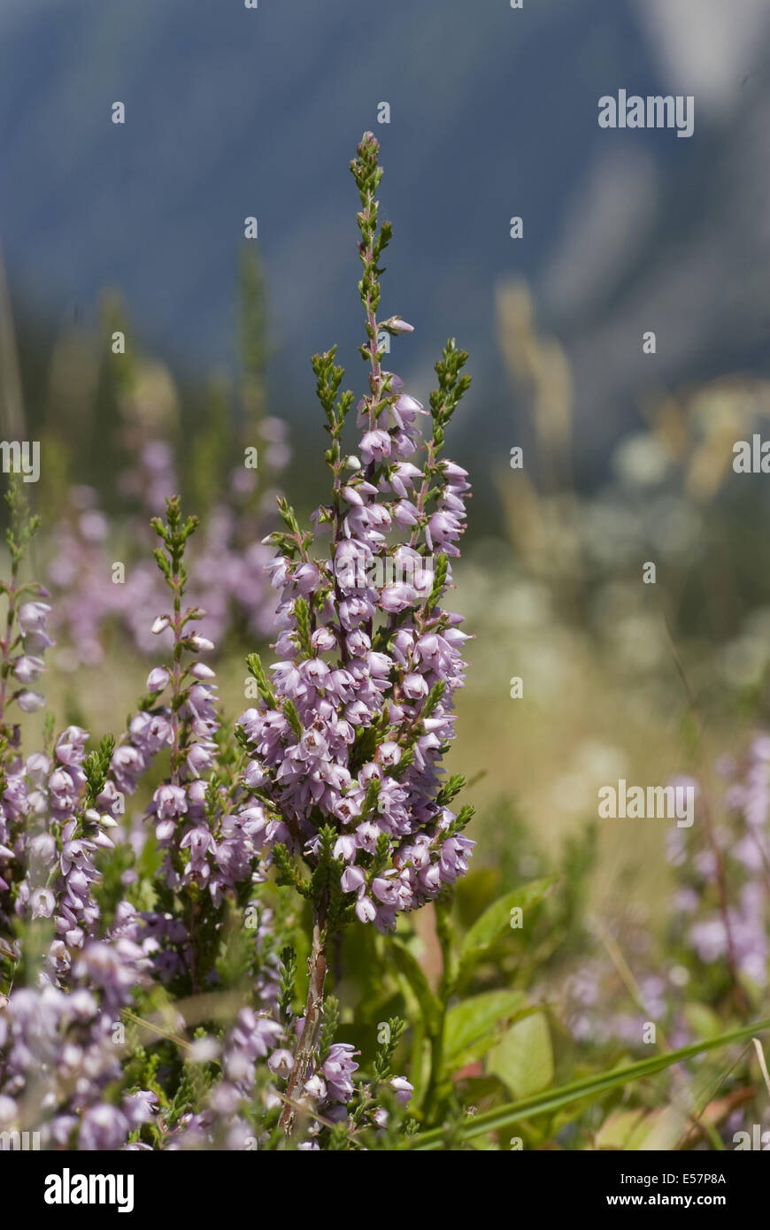 Comune, Heather Calluna vulgaris Foto Stock