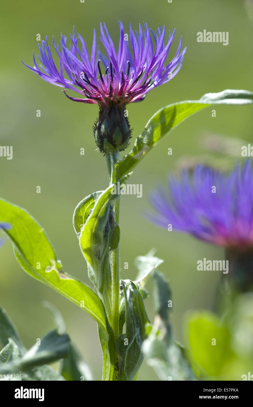 Fiordaliso di montagna, la centaurea montana Foto Stock