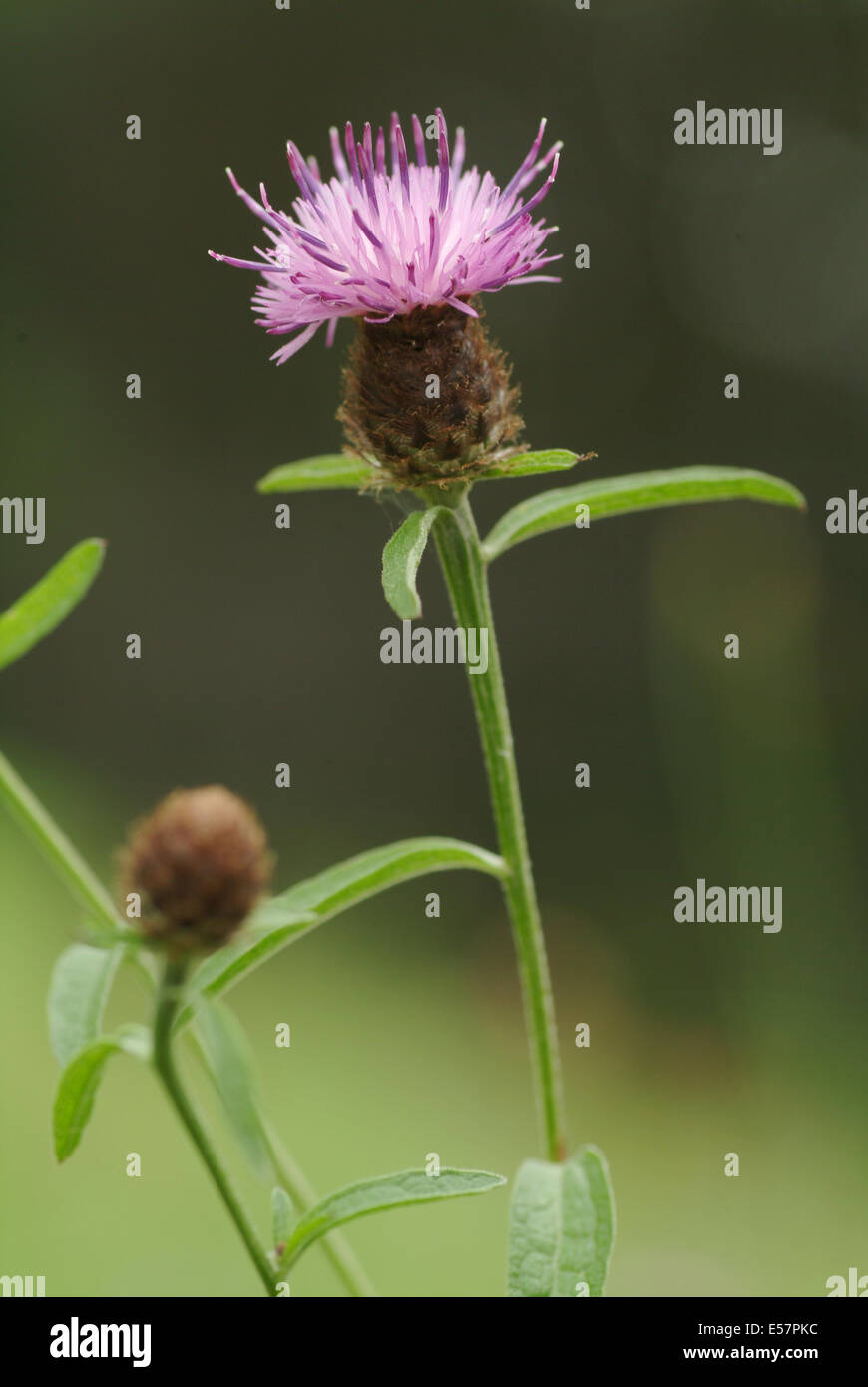 Fiordaliso minore, centaurea nigra Foto Stock