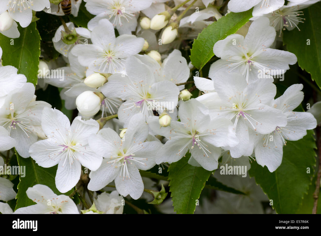 Ammassato fiori bianchi della fioritura estiva hardy tree, Hoheria 'gloria di Amlwch' Foto Stock