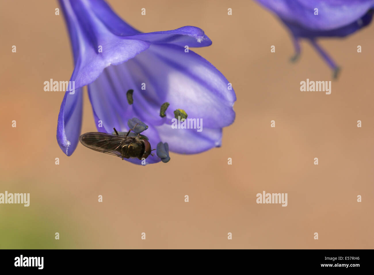 Hoverfly, Scaeva Pyrastri, sul fiore blu contro un sfondo beige Foto Stock