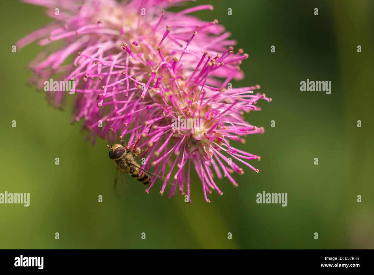 Hoverfly, Syrphus ribesii, su un fiore rosa. Foto Stock