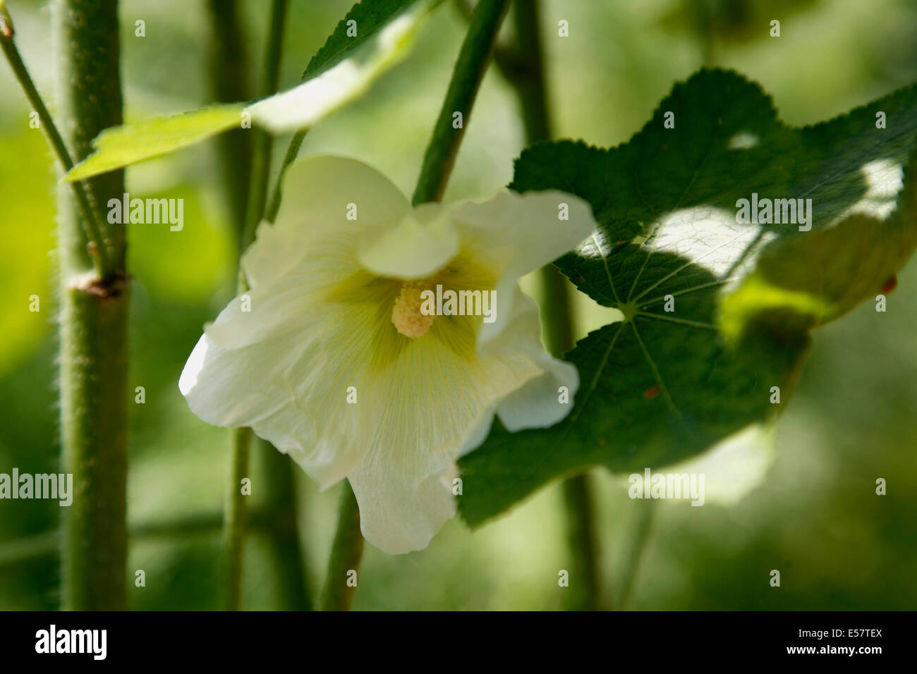 Invia Hollyhock fino alte guglie che coprirsi di fiori in bei colori. Sono facili da svilupparsi a partire da sementi . Foto Stock