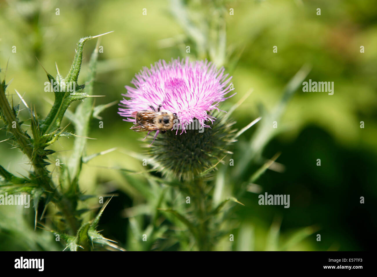 Scotch Thistle è una pianta flowering in famiglia Asteraceae. È nativo di Europa e Asia occidentale . Foto Stock