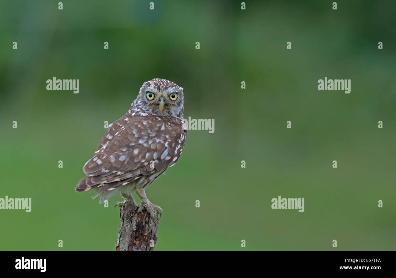 Poco femmina Owl-Athene noctua, estate,Uk. Foto Stock