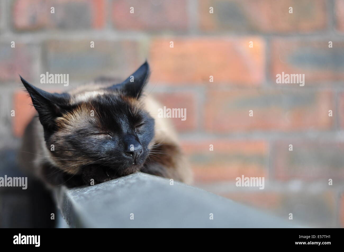 Gatto di sonno Foto Stock