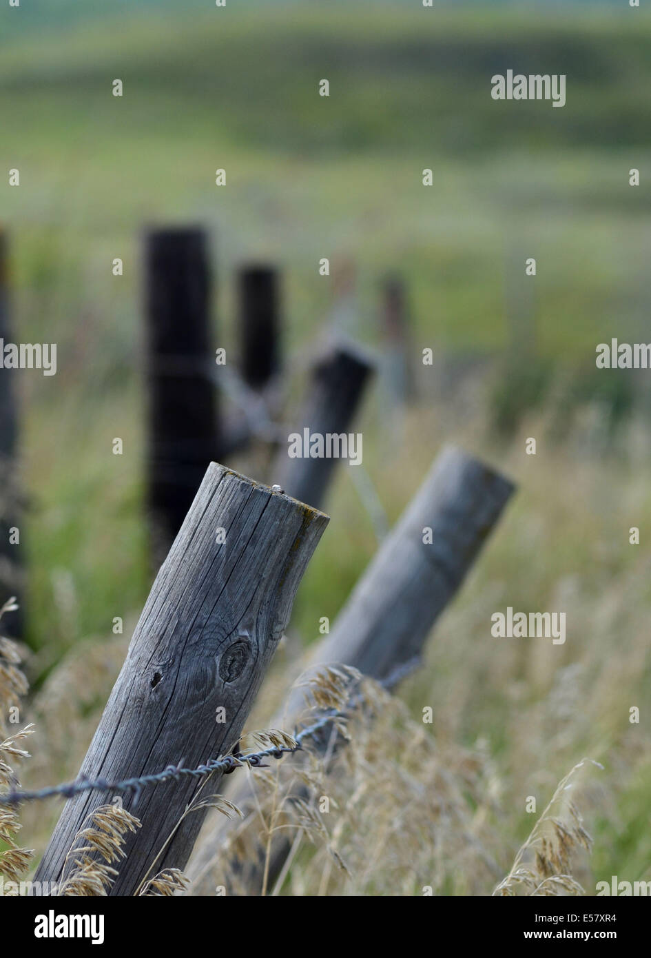 Pali da recinzione, pendente con filo spinato e prateria di erba, giorno di estate Foto Stock