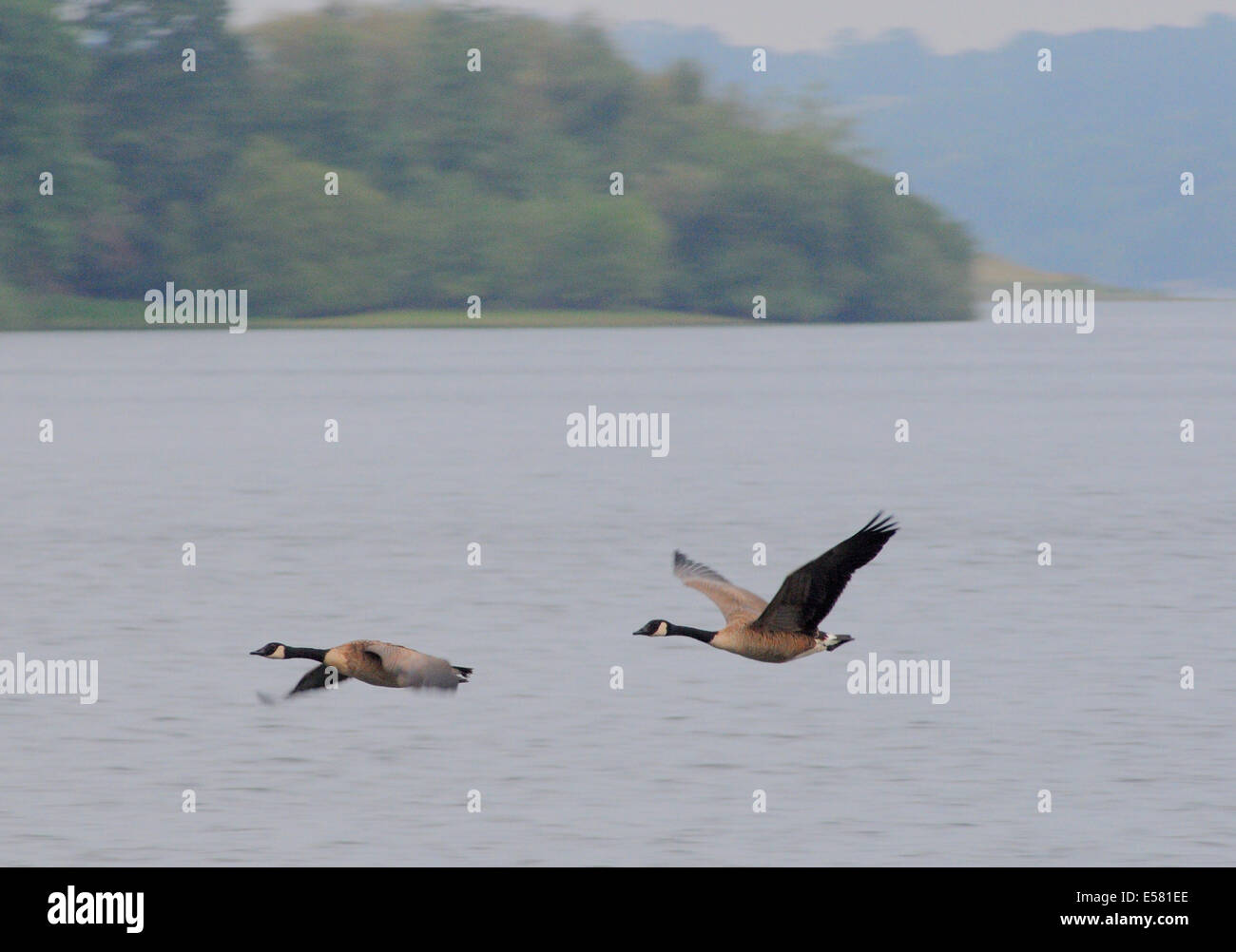 Bewl acqua, Sussex, Regno Unito..23 luglio 2014..Nuvoloso refrigeratore per iniziare la giornata a Bewl sulla Sussex e Kent confine. Un sacco di fauna selvatica ma non vi sono segni di Bewl cat.David Burr/Alamy Live News Foto Stock