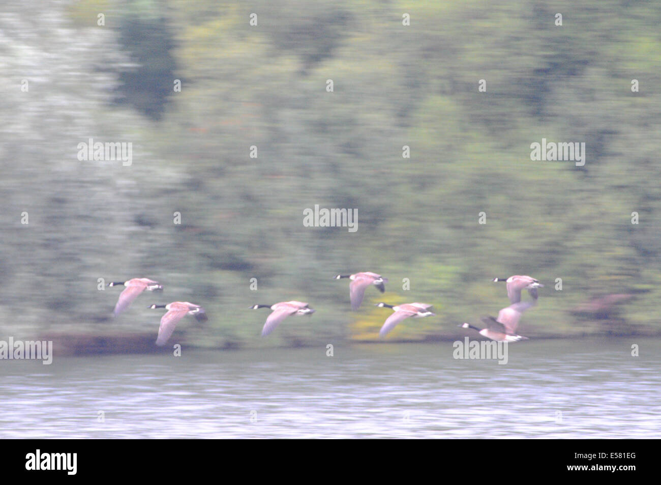 Bewl acqua, Sussex, Regno Unito..23 luglio 2014..Nuvoloso refrigeratore per iniziare la giornata a Bewl sulla Sussex e Kent confine. Un sacco di fauna selvatica ma non vi sono segni di Bewl cat.David Burr/Alamy Live News Foto Stock