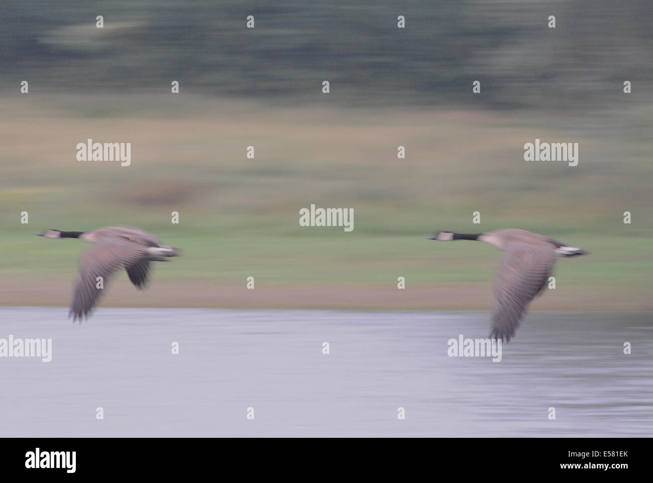 Bewl acqua, Sussex, Regno Unito..23 luglio 2014..Nuvoloso refrigeratore per iniziare la giornata a Bewl sulla Sussex e Kent confine. Un sacco di fauna selvatica ma non vi sono segni di Bewl cat.David Burr/Alamy Live News Foto Stock