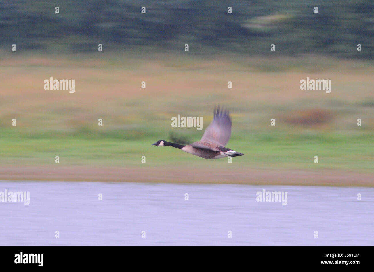 Bewl acqua, Sussex, Regno Unito..23 luglio 2014..Nuvoloso refrigeratore per iniziare la giornata a Bewl sulla Sussex e Kent confine. Un sacco di fauna tra cui questo Canada Goose ma non vi sono segni di Bewl cat.David Burr/Alamy Live News Foto Stock
