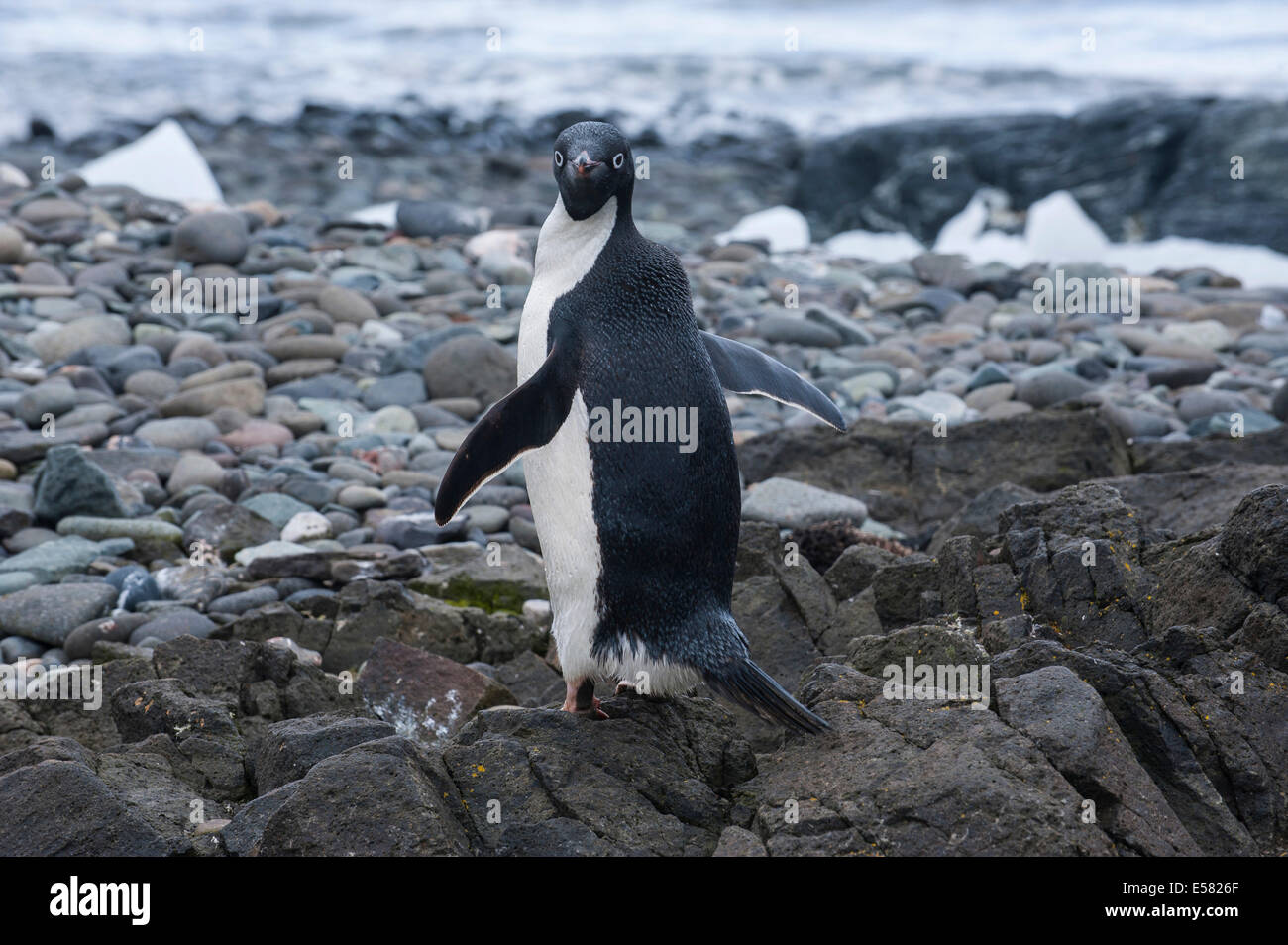 Pinguino Gentoo (Pygoscelis papua), sull'isola King George, a sud le isole Shetland, Antartide Foto Stock