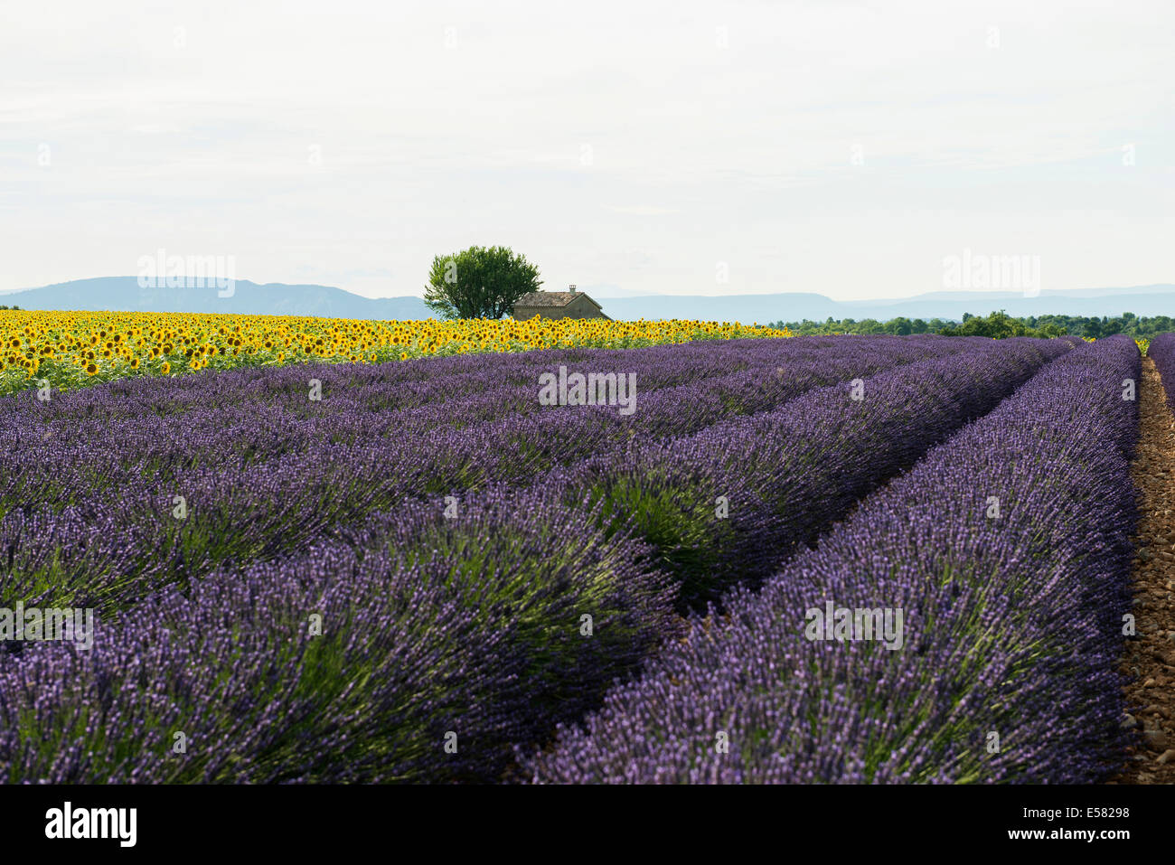 Campo di lavanda e campo di girasoli, in Valensole, Plateau de Valensole, Dipartimento Alpes-de-Haute-Provence, Provenza, Francia Foto Stock