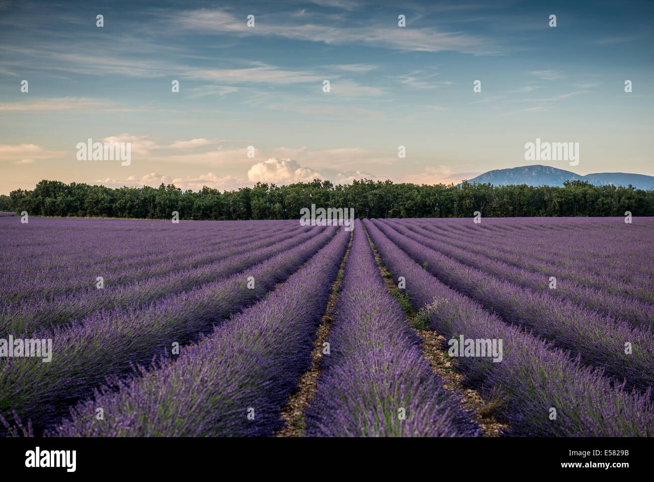 Campo di lavanda in luce della sera, Plateau de Valensole in Valensole, Provenza, Provence-Alpes-Côte d&#39;Azur, Francia Foto Stock