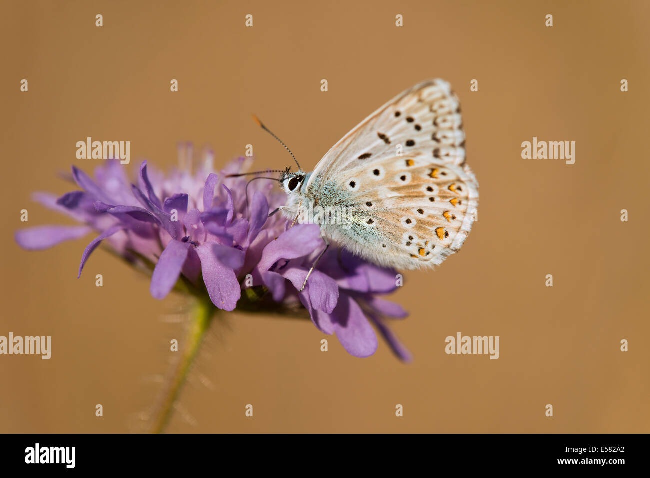 Adonis blu (Polyommatus bellargus, Lysandra bellargus) alimentazione su nectar, Turingia, Germania Foto Stock