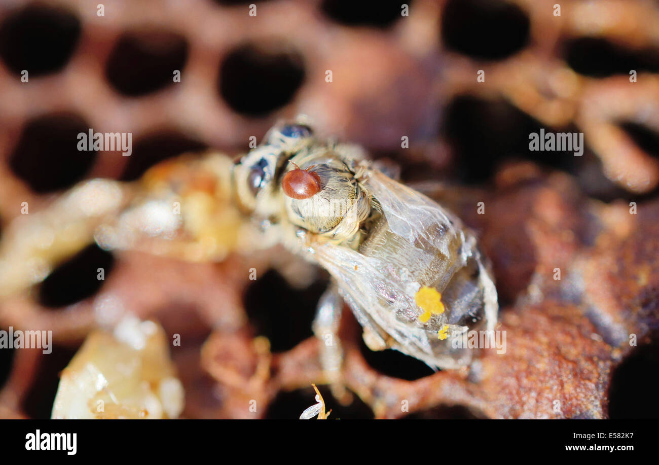 La colonia di api infestate da Varroa Honey Bee (acari della varroa destructor, syn. Jacobsoni), acari su uno appena emerso, deformato Bee (API Foto Stock