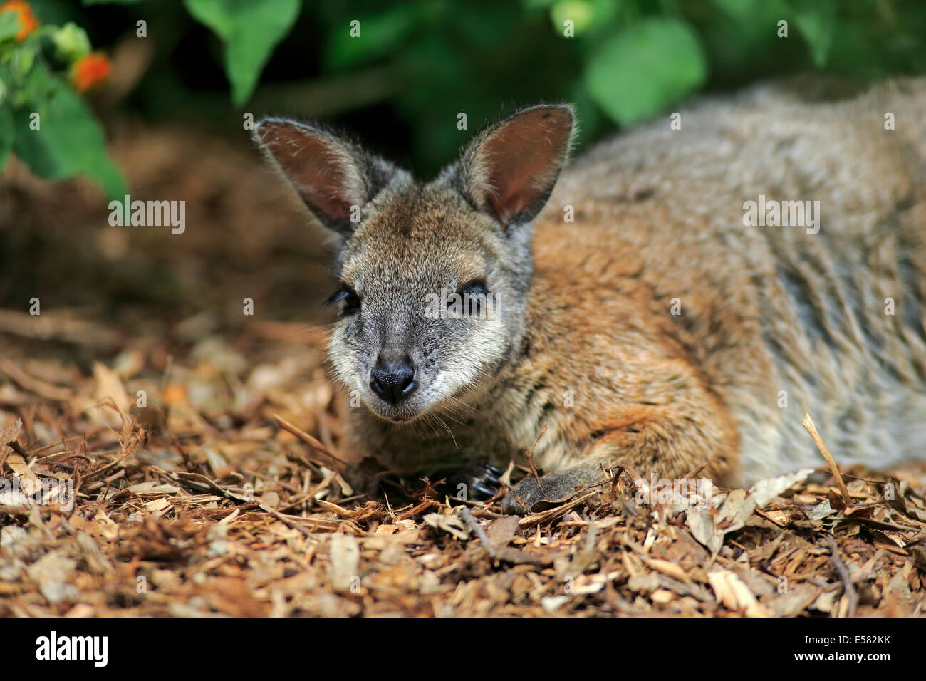 Tammar Wallaby, anche Dama Wallaby o Darma Wallaby (Macropus eugenii), Adulto, riposo, South Australia, Australia Foto Stock