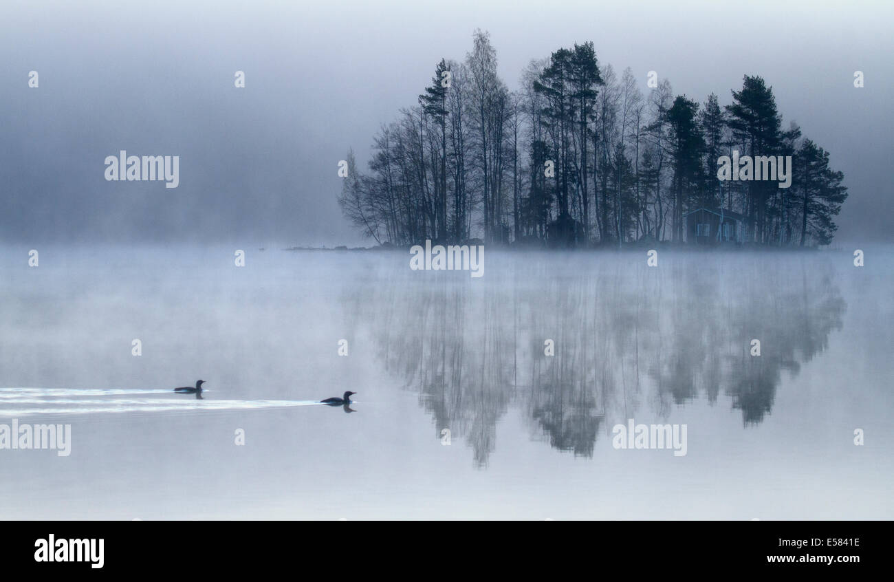 Nero-throated Divers (Gavia arctica) nuoto sul lago con la riflessione in una nebbia di mattina Foto Stock