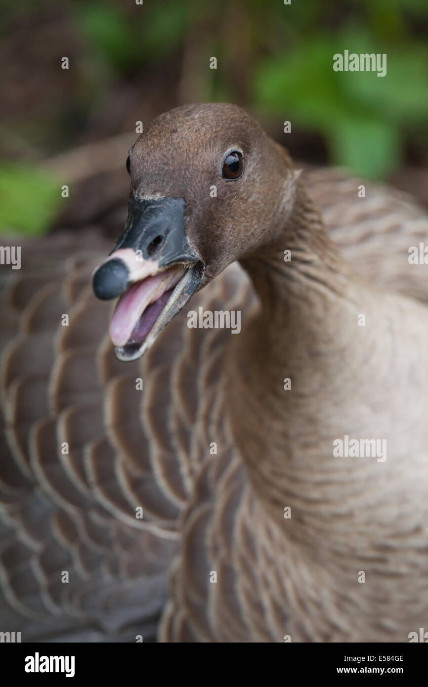 Rosa-footed Goose (Anser brachyrhynchus). Uccello in una posizione difensiva. Foto Stock