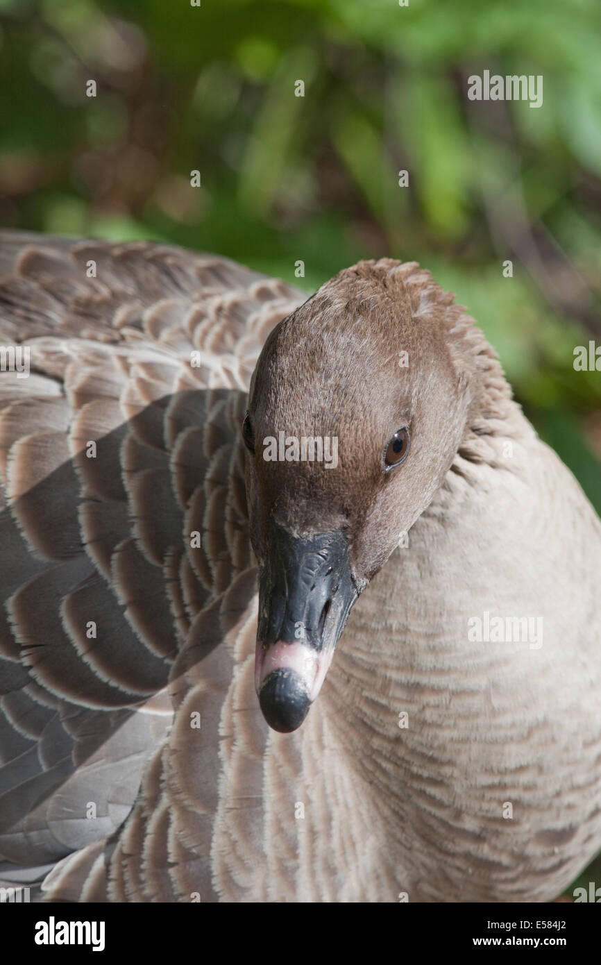 Rosa-footed GOOSE (Anser brachyrhynchus). Ritratto. Postura comportamentale. Foto Stock