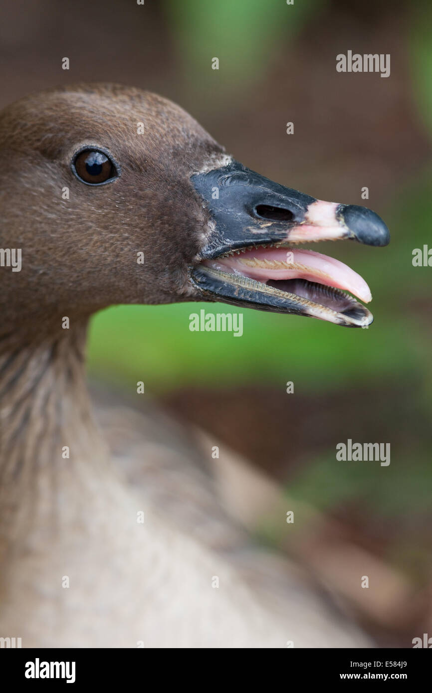 Rosa-footed Goose (Anser brachyrhynchus). Goose sul nido in incubazione. Mostra preoccupazione mite e minaccia di intrusione di fotografo. Allevamento in cattività. Foto Stock