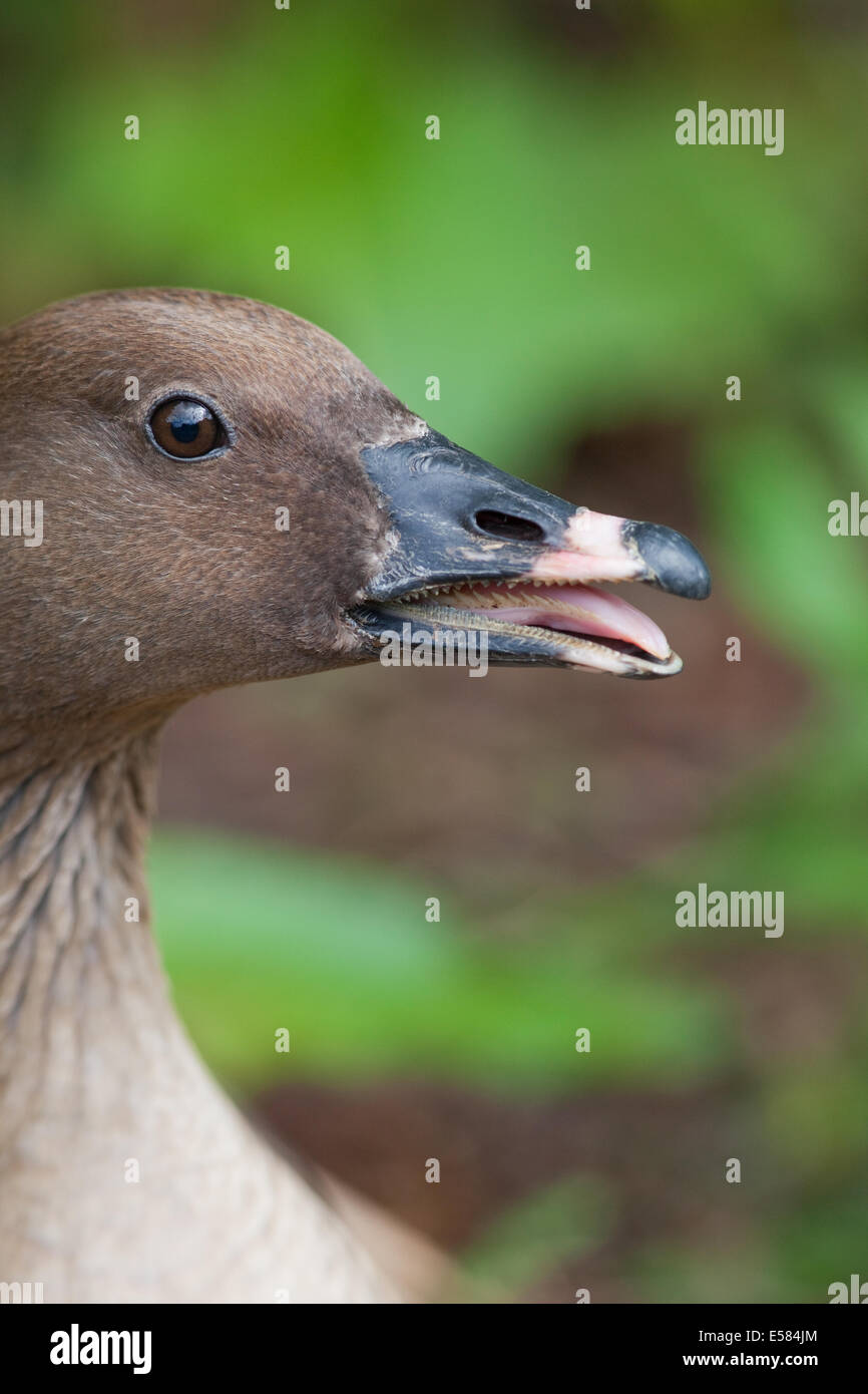 Rosa-footed Goose (Anser brachyrhynchus). Goose sul nido in incubazione. Mostra preoccupazione mite e minaccia di intrusione di fotografo. Allevamento in cattività. Foto Stock