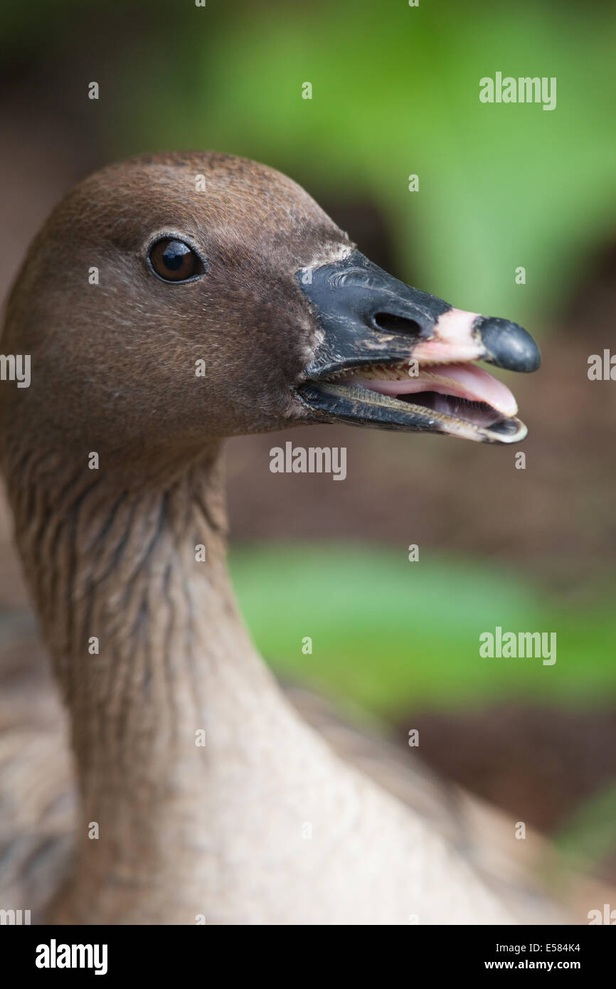 Rosa-footed Goose (Anser brachyrhynchus). Goose sul nido in incubazione. Mostra preoccupazione mite e minaccia di intrusione di fotografo. Allevamento in cattività. Foto Stock